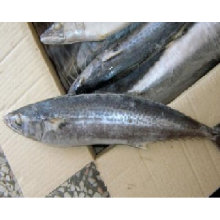 round scad WR fish, small eye horse mackerel fish price, bait mackerel fish